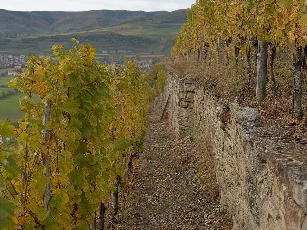 Hileras de viñedos en una ladera en terrazas